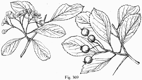Fig. 369