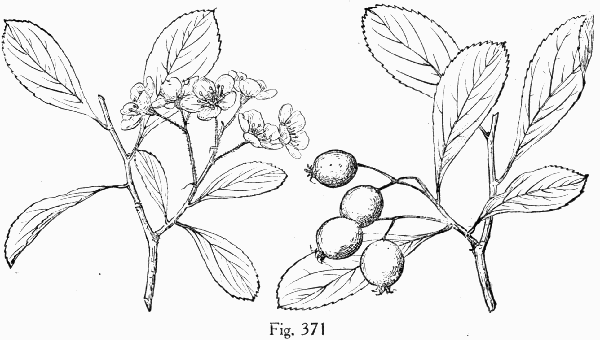 Fig. 371