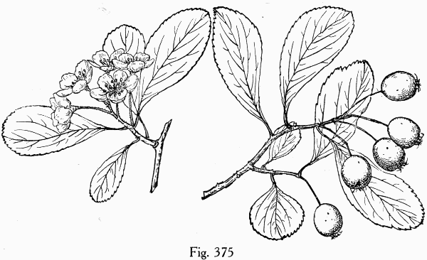 Fig. 375