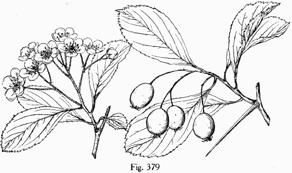 Fig. 379
