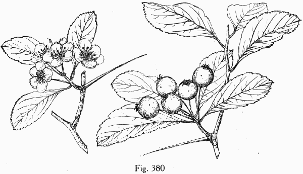 Fig. 380
