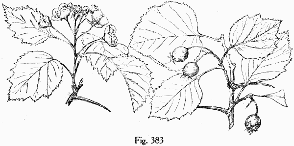 Fig. 383