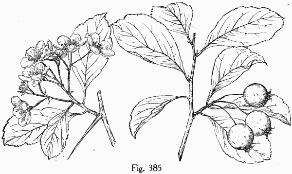 Fig. 385