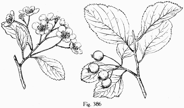 Fig. 386