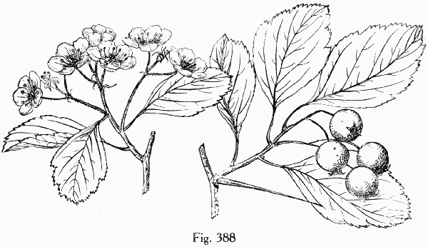 Fig. 388