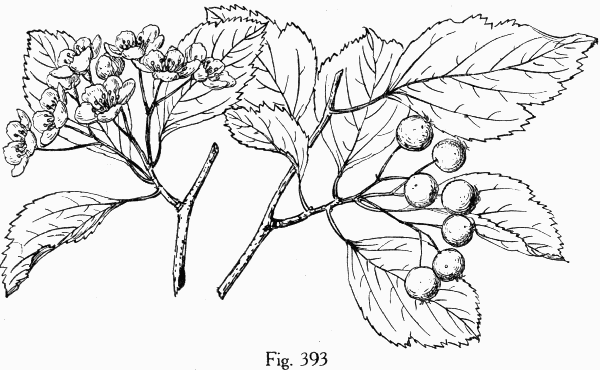 Fig. 393