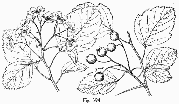 Fig. 394