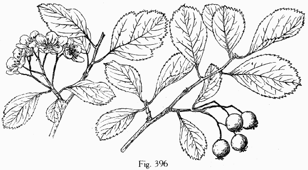 Fig. 396