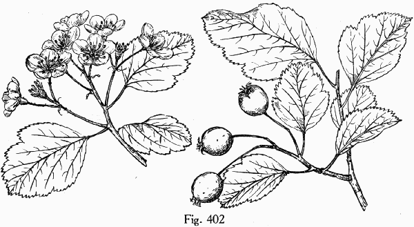 Fig. 402