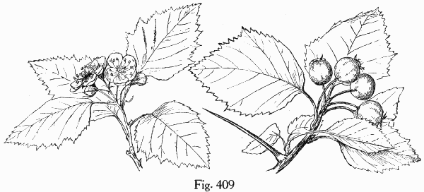 Fig. 409