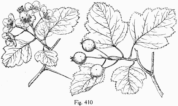 Fig. 410