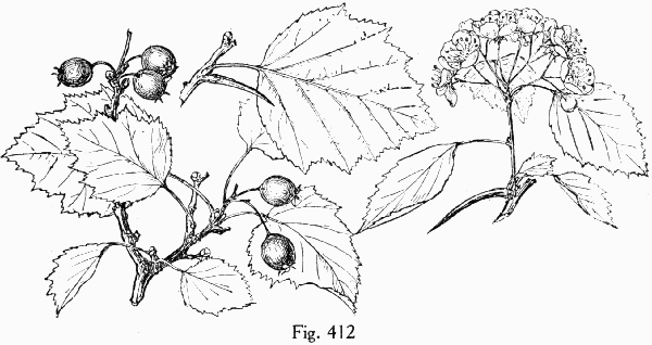 Fig. 412