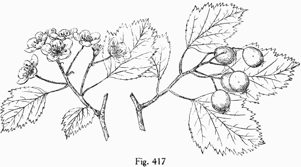Fig. 417