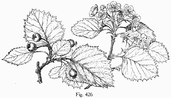 Fig. 426