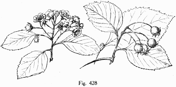 Fig. 428