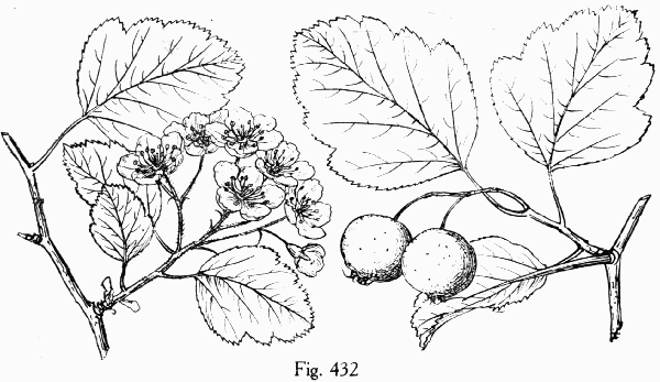 Fig. 432