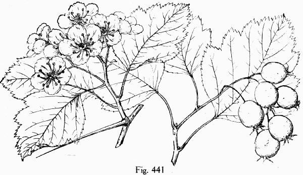 Fig. 441