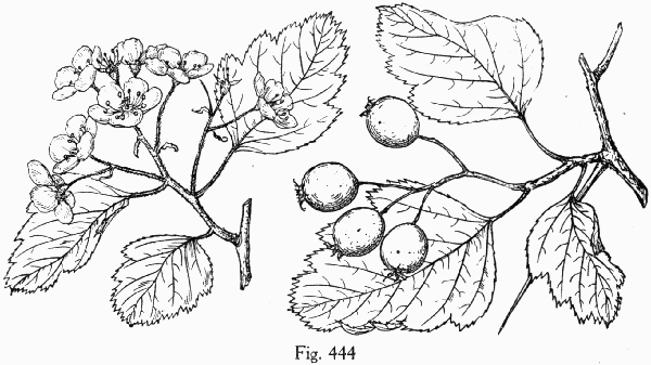 Fig. 444