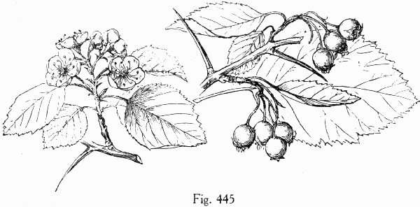 Fig. 445