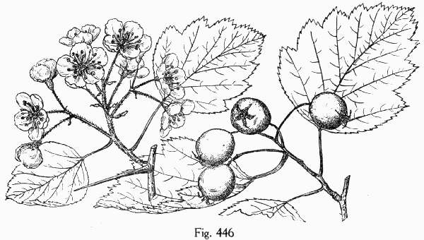 Fig. 446