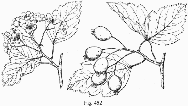 Fig. 452