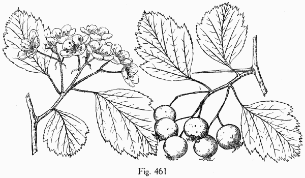 Fig. 461