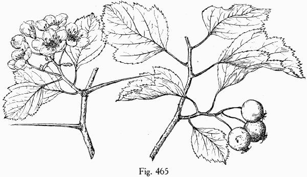 Fig. 465