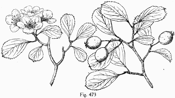 Fig. 473
