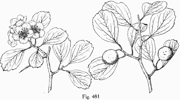 Fig. 481