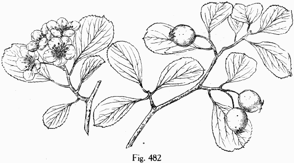Fig. 482