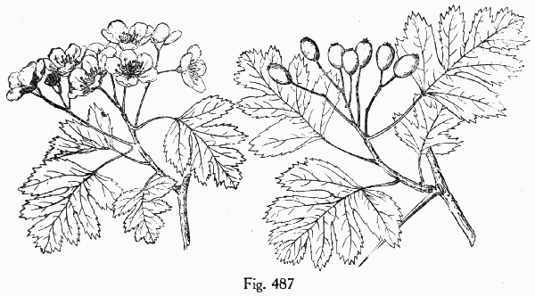 Fig. 487