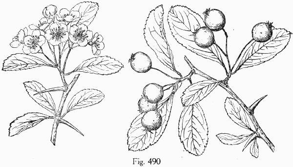 Fig. 490