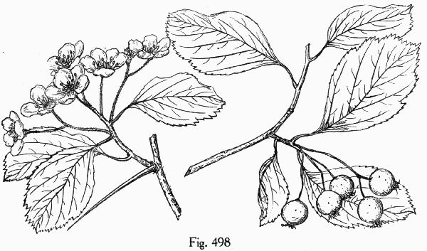 Fig. 498