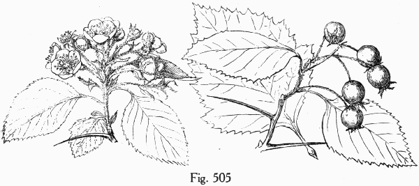 Fig. 505