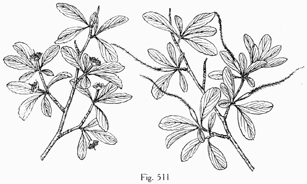 Fig. 511