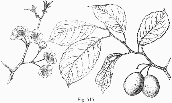 Fig. 515