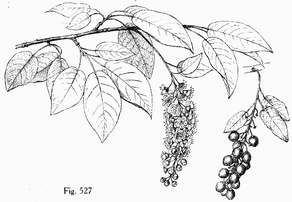 Fig. 527