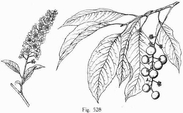 Fig. 528
