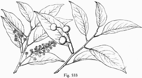 Fig. 533