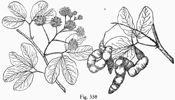 Fig. 538