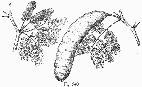 Fig. 540