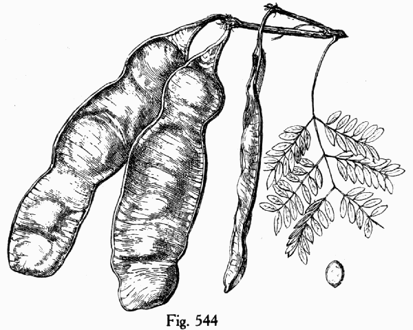 Fig. 544