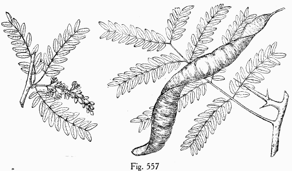 Fig. 557