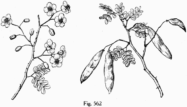 Fig. 562
