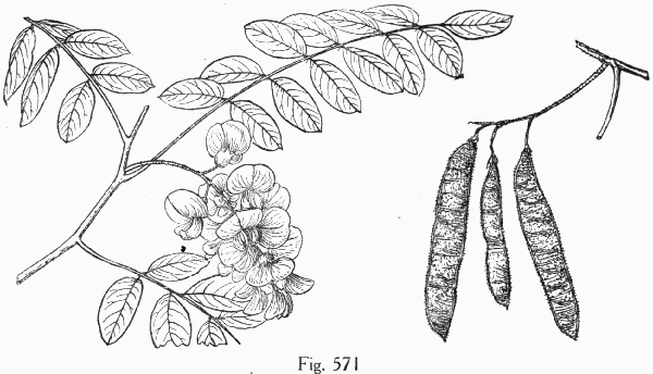 Fig. 571