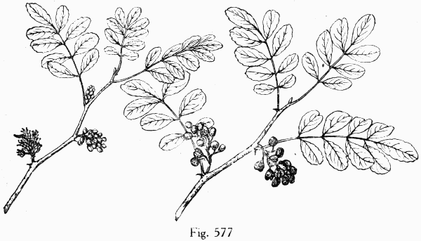 Fig. 577