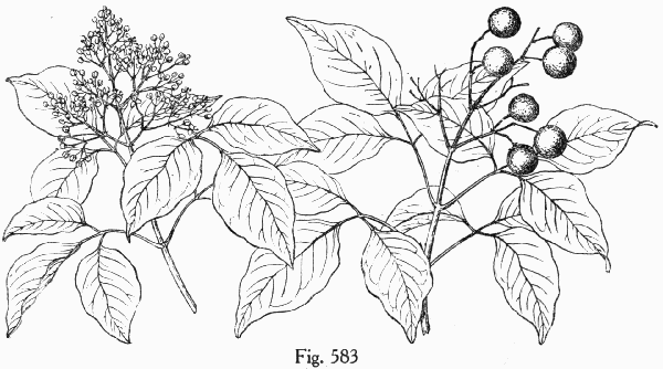Fig. 583