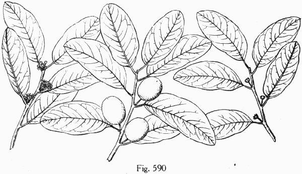 Fig. 590