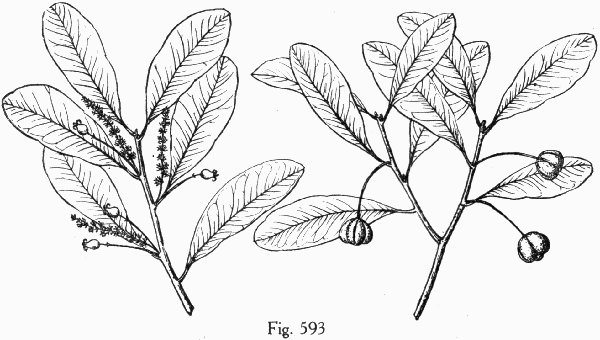 Fig. 593