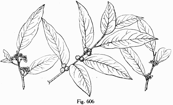 Fig. 606